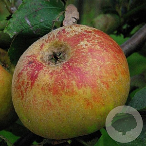 Malus domestica 'Rabouw' 35-40 cm draadkluit