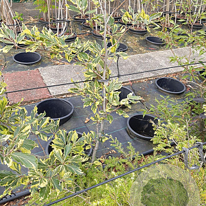 Fagus syl. 'Albomarginata' 100-125 cm 7,5L solitair