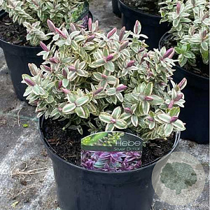 Hebe 'Silver Dollar' GM 2,0L