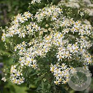 Aster umbellatus 'Weisser Schirm' GM P9 BIO