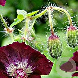 Geranium phaeum GM P9