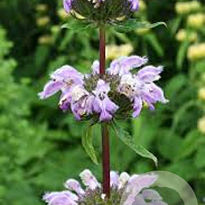 Phlomis samia GM P9