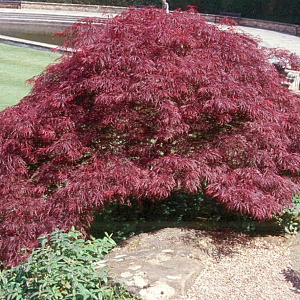 Acer pal. 'Burgundy Lace' 150-175 cm cont. 80L