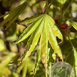 Acer pal. 'Okushimo' 200-250 cm cont. 110L