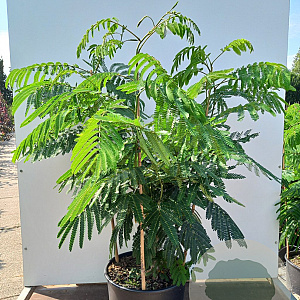 Albizia julibr. Ombrella 100-125 cm 20L