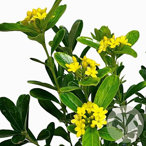 Daphne gemmata 50-60 cm 20L