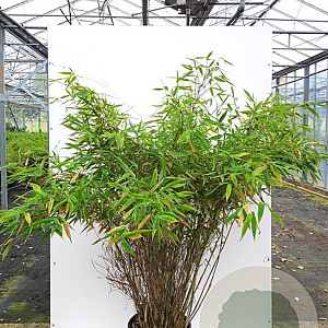 Fargesia mur. 'Sunshine' 80-100 cm 20L