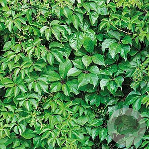 Parthenocissus him. rubrifolia 200-250 cm 20L 3 stok