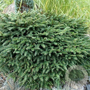 Picea omorika 'Karel' 60-70 cm 20L breed