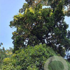 Podocarpus neriifolius 100-125 cm 50L