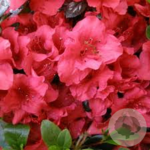 Rhododendron (AJ) 'Johanna' 80-100 cm 20L breed