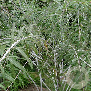 Salix irrorata 125-150 cm 20L