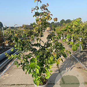 Cornus k. 'Rosemoore Pink' 125-150 cm 20L