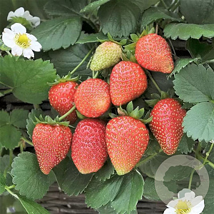Fragaria a. 'Loran' GM P9