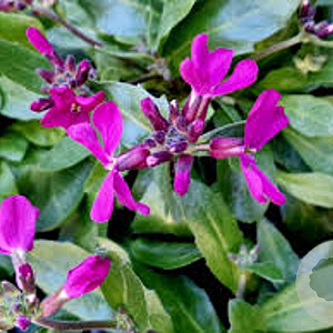 Arabis blepharophylla GM P9