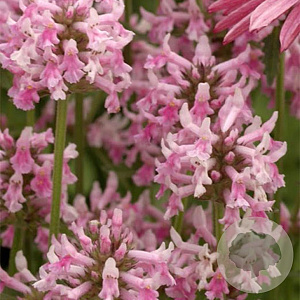 Stachys off. 'Pink Cotton Candy' GM P9