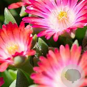 Delosperma Ice Cream Fire GM P9