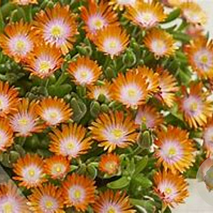 Delosperma Ice Cream Orange GM P9