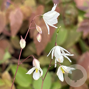 Epimedium diphyllum GM P9