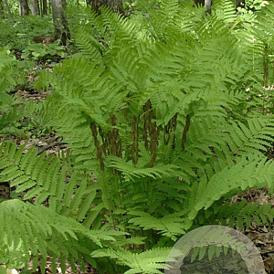 Osmunda claytoniana GM P9
