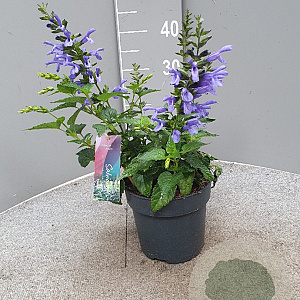 Salvia Salgoon Lake Como GM P17