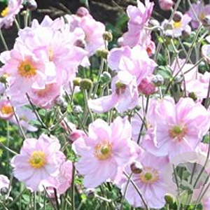 Anemone hyb. 'Königin Charlotte' GM P9