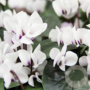 Cyclamen coum 'Album' GM P9