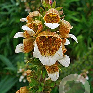 Digitalis lanata GM P9