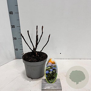 Hydrangea m. 'Bodensee' 20-25 cm 2,0L