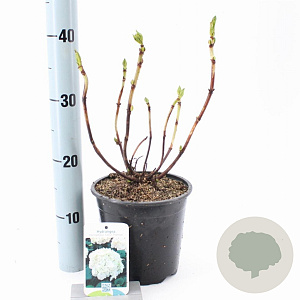 Hydrangea m. 'Soeur Thérèse' 20-25 cm 2,0L