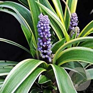 Liriope muscari 'Gold Banded' GM P9