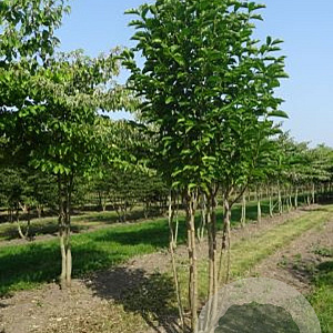 Magnolia kobus 350-400 cm draadkluit meerstammig op aanvraag