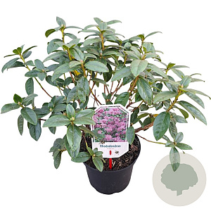 Rhododendron 'Praecox' 25-30 cm 3,5L