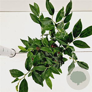 Sarcococca hookeriana 20-25 cm 2,0L