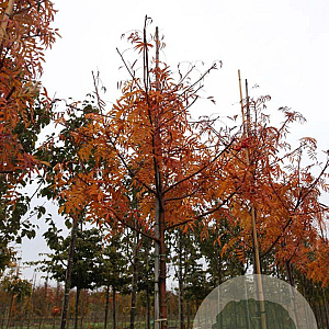 Sorbus 'Dodong' 12-14 HO draadkluit