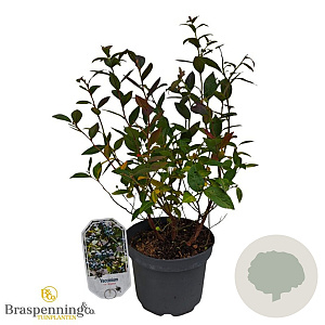 Vaccinium cor 'Brigitta' 30-40 cm 3,0L