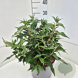 Buddleja dav. 'Violet Cascade' 30-40 cm 10L