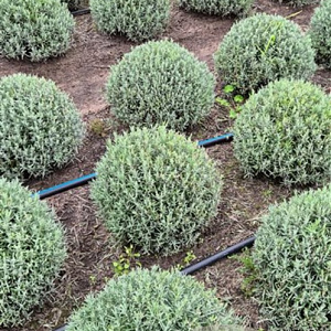Lavandula ang. 'Munstead' 30-35 cm 10L bol