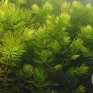 Ceratophyllum demersum GM  leverbaar