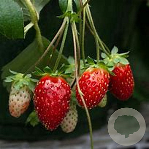 Fragaria a. 'Elan' GM P9