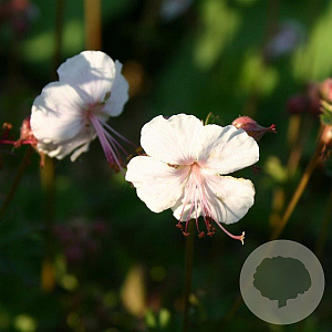 Geranium cant. 'Harz' GM P9