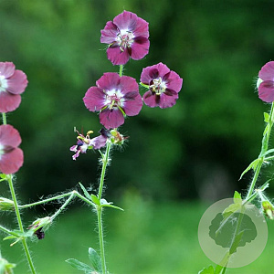 Geranium ph. 'Klepper' GM P9
