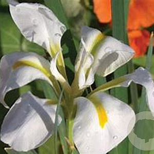 Iris pseudac. 'Alba' GM P9 leverbaar