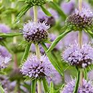 Mentha cervina GM P9 leverbaar