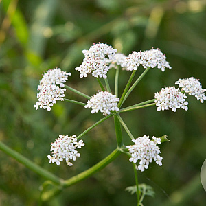 Oenanthe aquatica GM P9 leverbaar