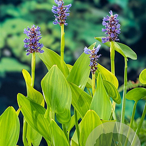 Pontederia cordata 'Pink Pons' GM P9 leverbaar