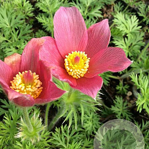Pulsatilla v. 'Rosen Glocke' GM P9