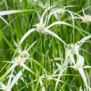 Rhynchospora colorata GM P9 leverbaar