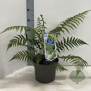 Dicksonia antarctica 30-40 cm 5,0L