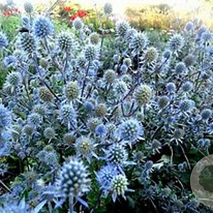 Eryngium pl. Grumpy GM P9